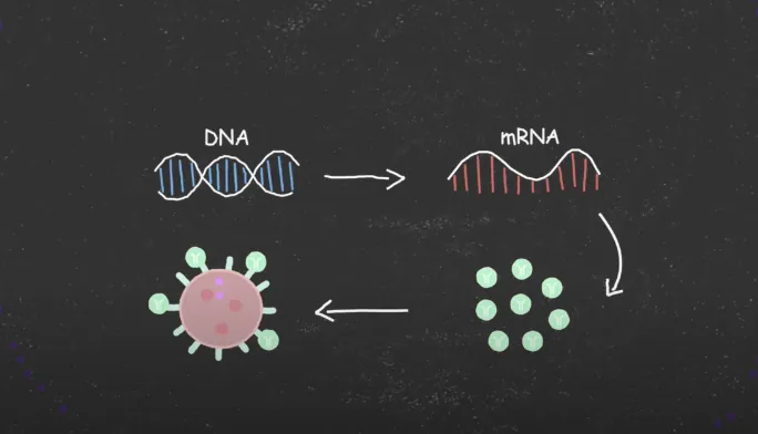 Chalkboard animation of DNA and mRNA